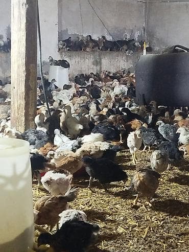 xarkov cuce: Toyuq cücələri, Ətlik, Pulsuz çatdırılma — 6