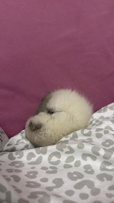 ucuz pisik satisi: Yaxşı əllərə — 3