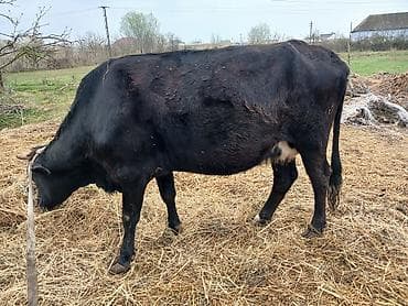 xaski balalari satilir: Salam heyvan Ana baladi yaxsi erkek balasi var inek hundur inekdi — 7