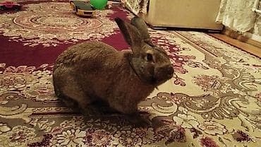 Ev dovşanı - Növ: Evdə bəslənən dovşan - Rəng: Boz-qəhvəyi, qarışıq