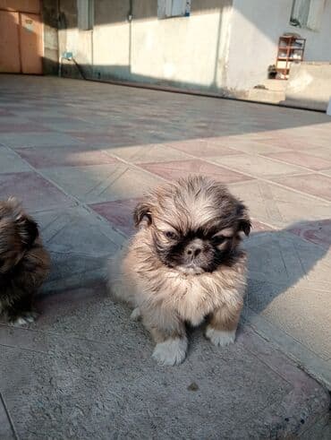 itlerin satiwi: Pekines — 5