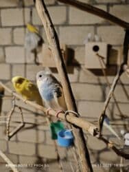 большая клетка для морской свинки: Dalmatin və müxtəlif rəng mutasiyalı dalğıç (büdcərigar) nimçələri - — 10