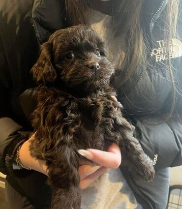 pekines bala: 2 ay, Dişi, Ünvandan götürmə — 1