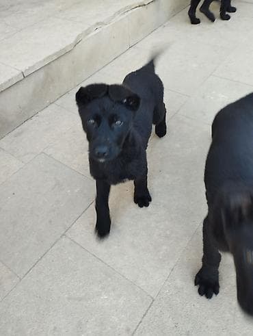 sabuncu it bazari 2024: Peyvəndli — 4