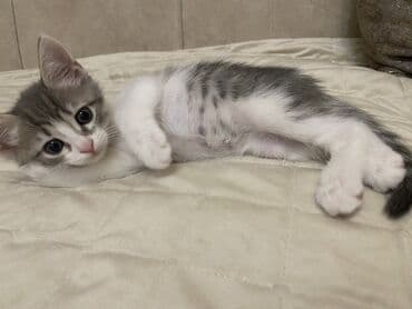 etibarlı əllərə it verilir: Britan, Dişi, Yaxşı əllərə, Ünvandan götürmə — 3