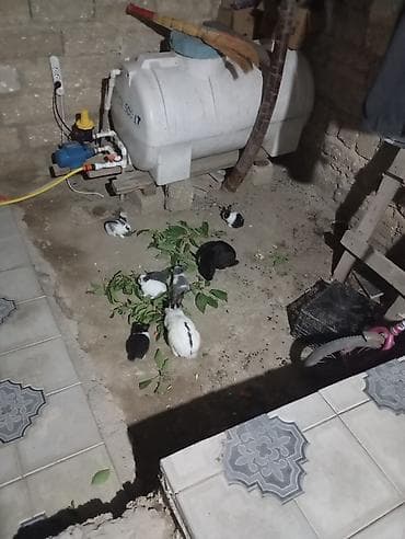 dovşan evi: Məhsul: Ev dovşanları (balalar və ana dovşan) Təsvir: - Rənglər: ağ — 5