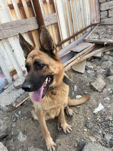 немецкие овчарки щенки купить: Немецкая овчарка, Самка — 2