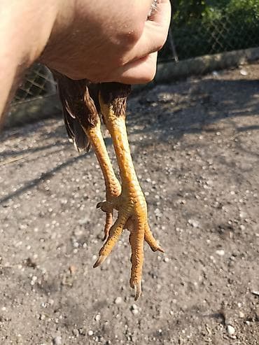 xaski it sekilleri: 6 aylığ fərədi gözəl heyvandı cins fərədi ünvan maştağa əlavə məlumat — 4