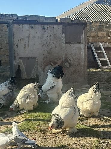 toyuqlarin satisi: Toyuq, Brama, Damazlıq — 4