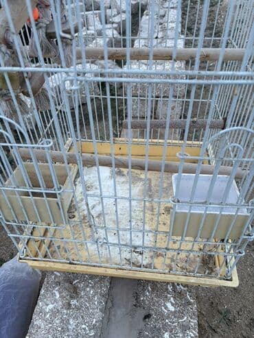 Daewoo: Quş qəfəsi - Material: metal barmaqlıqlar, plastik altlıq - Rəng: ağ — 4