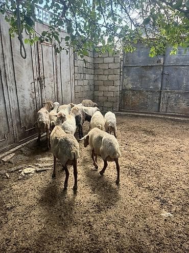 Qoyun sürüsü – yerli cinslər qarışıq - Şəkillərdəki kimi 12 başa — 5