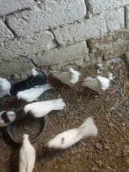 Pişiklər: Oz qusdarimdi tam saglamdilar razilasmaq olar qiymetde — 1