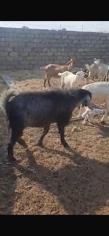 cin bildircin: Keçilər satılır 11 baş heyvandır maraqlanan əlaqə saxlaya bilər — 1