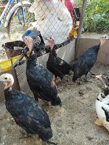 soya yemi: Məhsul: Hinduşka (qaradərili, yerli tip) Təsvir: - Şəkillərdə iri — 3