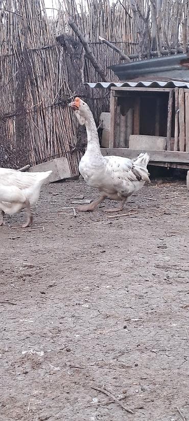 ari satisi: Xalmaqor qazları və balaları satılır 4 ədəd bala var satışda və — 10