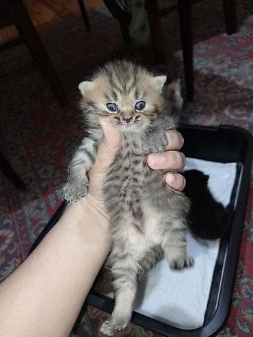 pişik tasma: Tabbi, Erkək, Yaxşı əllərə, Ödənişli çatdırılma — 7