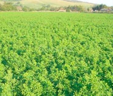 4 otaqli heyet evleri: 2000 sot, Kənd təsərrüfatı, Mülkiyyətçi, Kupça (Çıxarış), Müqavilə — 2