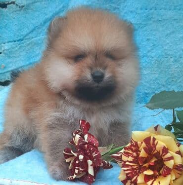 pulsuz heyvanlar verilir: Şpitz, 1 ay, Dişi — 3