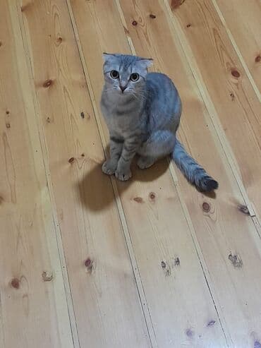 gözəl pişik şəkilləri: Şotland yastı qulaq — 3