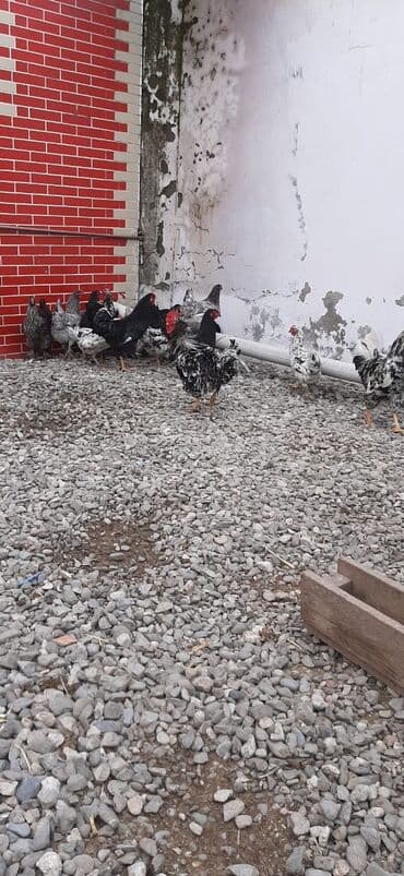 korella quş: Bu toyuqların yumurtaları sifarişlə yığılıb satılır öz həyətimdədi — 8