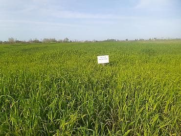 xetai rayonu ev: Kənd təsərrüfatı — 2