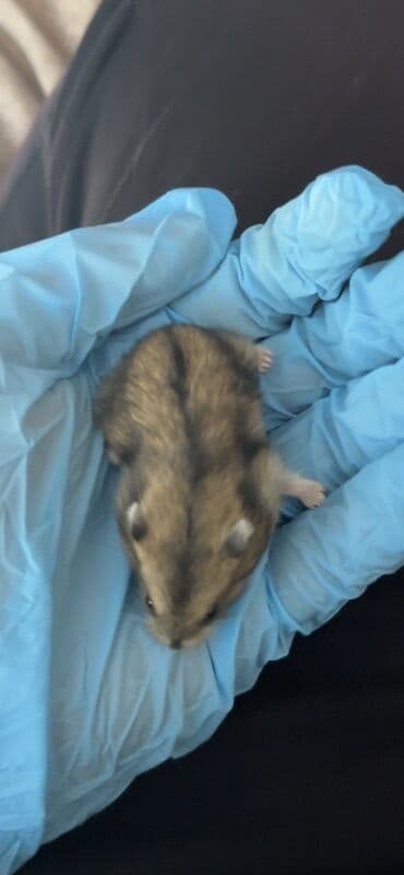 gəmiricilər: Salam.24 gunluk hamster balaları satılır hamısının gözü parlaq,Tükləri — 3