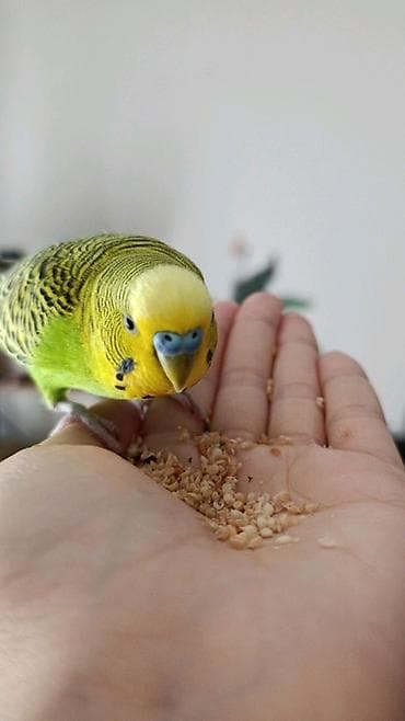 Попугаи: 🦜 Erkək və Dişi Cüt Dalğalı Tutuquşuları 🦜 💫 Biz bu qiymətə quş yox — 4