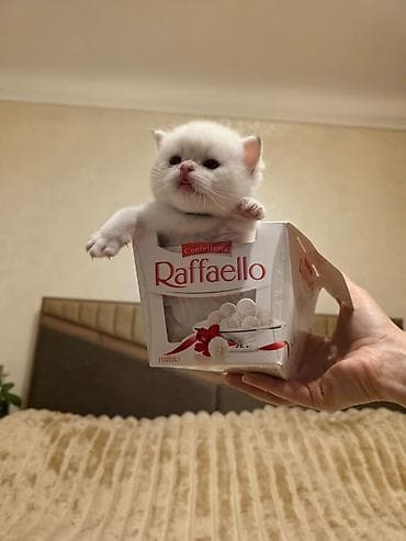 tuklu pişik: Britan — 3