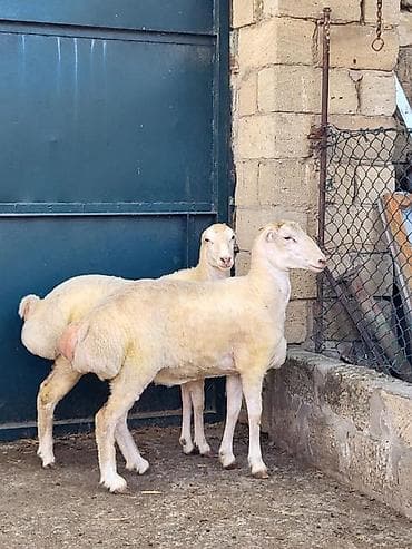 ev heyvanları: 2əd qaradolaq cinsli dişi qoyunlar.bir illiydilər.saglam heyvanlardır — 3