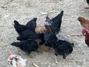 cücə və xoruz: Toyuq, Australorp, Brama, Damazlıq, Ünvandan götürmə — 35