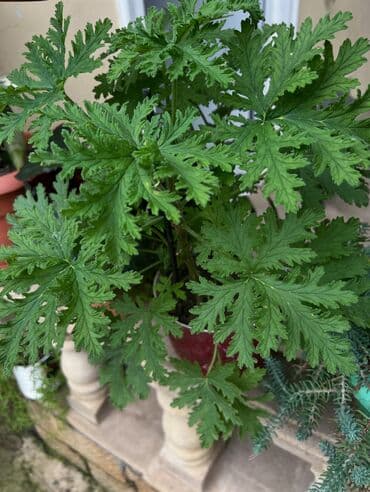 сколько стоит пальма в горшке: Butun guleri endirimnen satiram ancag xanimlara satiw olur — 29