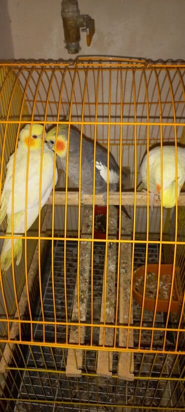 Satılır erkey maya və bala karella gushu