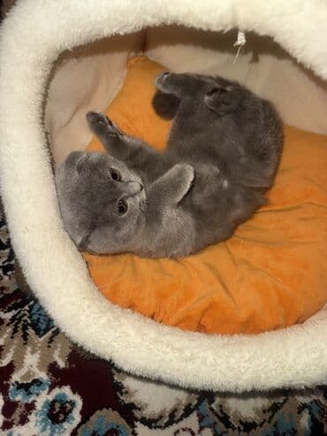 qold pişik: Şotland, Dişi, Yaxşı əllərə — 3