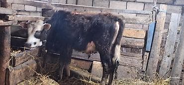 sudluk inek satilir: 7 aylıq erkəy dana — 2