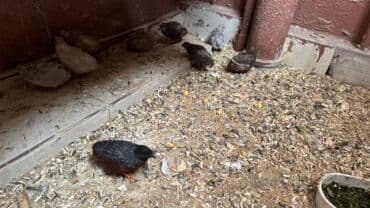 ördək ətinin qiyməti: Çin Bildirçini 5 fərə 4 xoruz fərələr yumurtuyur tək-tək satılmır — 1