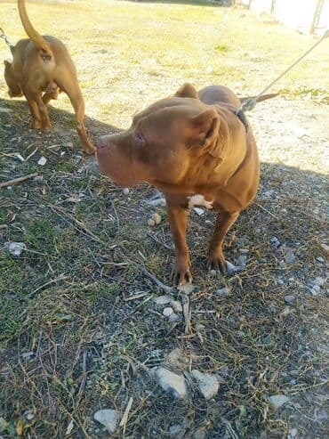 itlər pitbul: Pitbul — 5