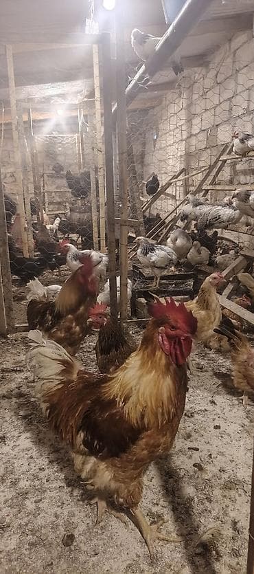 afcarka alman: Orjinal ətlik və ildə 300+ yumurta verən lohmanbrovn alman toyuq cinsi — 3
