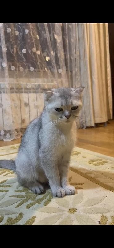 tap.az it satisi: British Shorthair 1 yaş 3 aylıq çox baxımlı və sakit xasiyyətli — 1