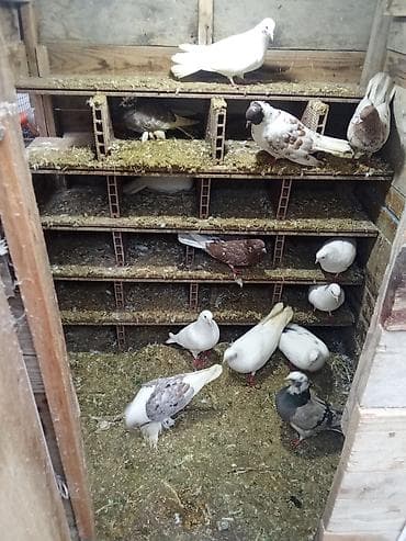 taxta qefesler: Məhsul: Ev şəraitində göyərçin saxlamaq üçün taxta/sandviç panelli — 6