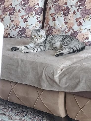 bala pişiylər: Şotland yastı qulaq, Erkək, Cütləşmə üçün, Pulsuz çatdırılma — 4