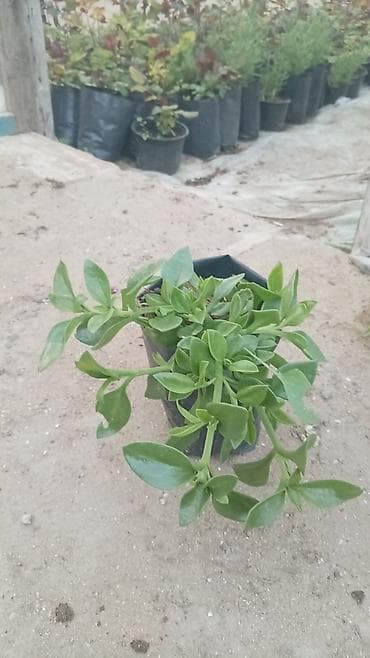 radyator kobi: Asma dipçək gülləri. Sukkulent – Lampranthus (Buzçiçəyi) Qiymətləri — 6