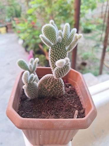 helba bitkisi faydaları: Böyük qapalı bitki və sükulent dəsti - Begonia maculata (benekli — 7