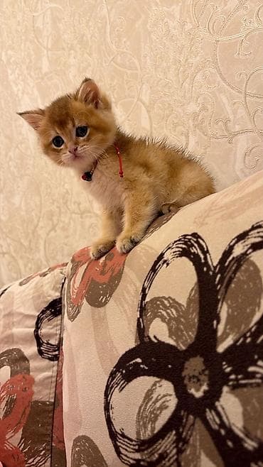 pers pişiyi: Britan, Erkək — 4