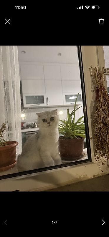 azəri pişik adları: Satılır bala gümüşü şinşilla şotland, yaşıl gözlü. Aprelin 14-ü — 2