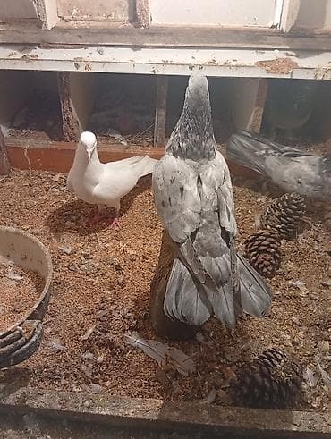 Птицы: Məhsul: Ev quşları – göyərçinlər (müxtəlif rəng və naxışlarda) — 4