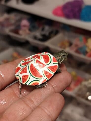 американский плоскоухий членистоногий когтеступ: Qırmızı yanaq su tısbağalar. Şəkillərdə müxtəlif naxışlı, dekorativ — 4