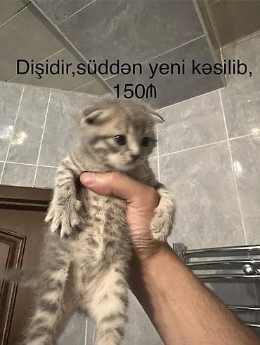 heyvan: Britan, Erkək — 2