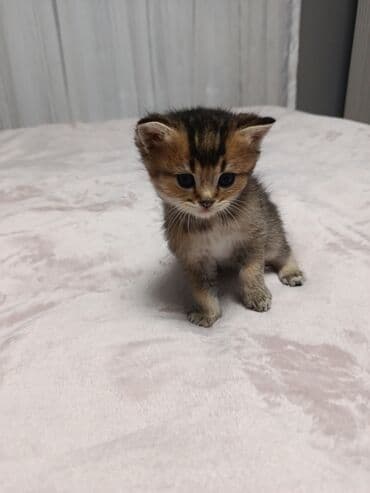 arı şəkilləri: Qızıl şinşilla, Yaxşı əllərə, Pulsuz çatdırılma — 6