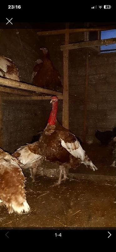 siyam pisiyi satilir: Açıq Burbon Hinduşka Balası. Tam Original Sort. Çox Çətinliklə Tapılan — 7