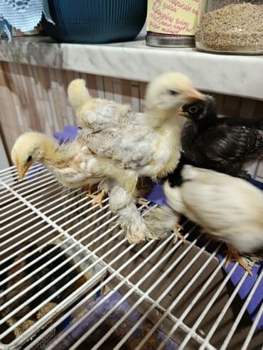 Гуси: Куриные цыплята, Для мяса — 5